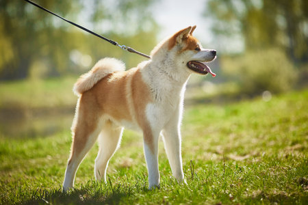 Beautiful purebred dog Akita Inu for a walk in the park.の写真素材