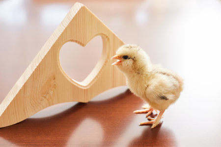 newborn chickの写真素材