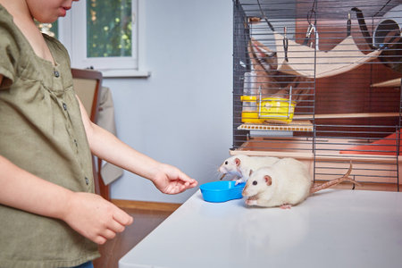 A child feeds rats with dried zophobas larvae. The concept of feeding and caring for animals. Pets and childrenの写真素材
