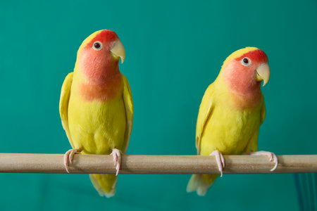 Two Colorful Parrots Perched on Wooden Branch