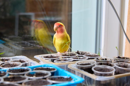 Curious Lovebird Examines Seedling Trays By A Windowの写真素材