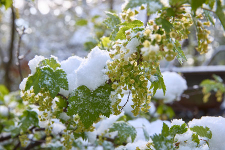 Delicate snow clings to vibrant green branches, a fleeting moment of winter's beauty, evoking peace and quietude, perfect for seasonal greetings or nature-themed designs.の写真素材