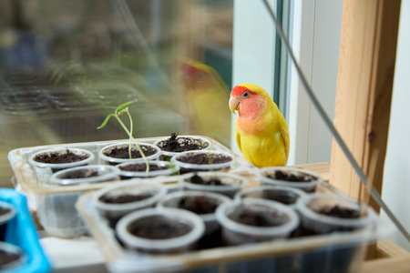 Bright yellow and peach parrot perched on indoor planting pots by a window. The bird curiously examines the growing plants, creating a lively interaction with nature.の写真素材