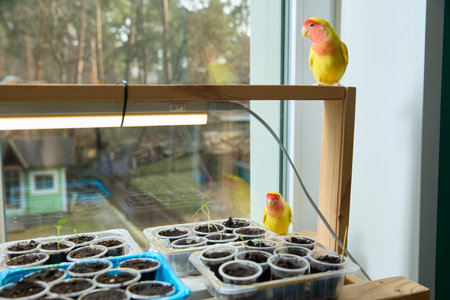 Parrots Observing Seedlings by the Window Indoorsの写真素材