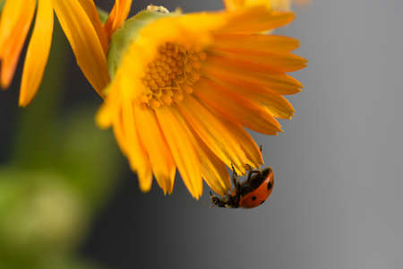 He grew a calendula flower. Ð¡occinellida is an entomophagous insect: they destroy many pests of...