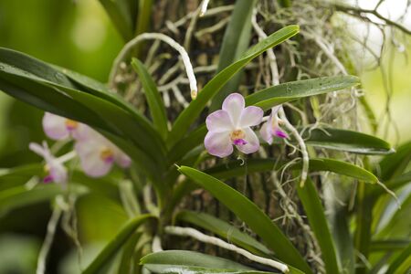 The tender pink blooming orchids flowers in the botanical garden.  nature flora.