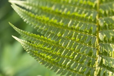 The green diagonal fern, leaf of plant. Summer botanical garden.の写真素材