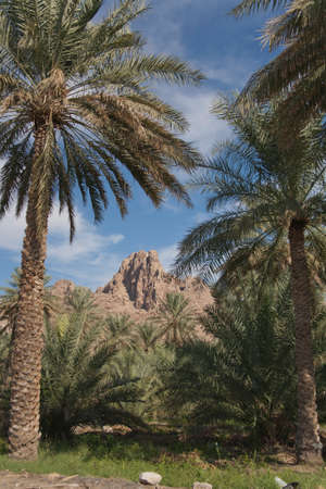 The fortress on a mountain in an oasis of palm trees in the middle of the desert, nature and landscapes of Oman.のeditorial素材