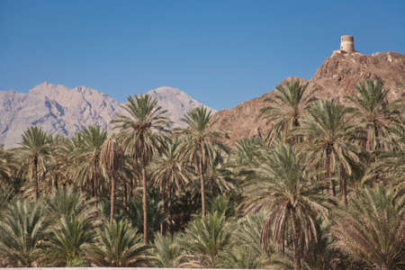 The fortress on a mountain in an oasis of palm trees in the middle of the desert, nature and landscapes of Oman.のeditorial素材