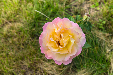 Colorful yellow-white rose in a garden.の写真素材