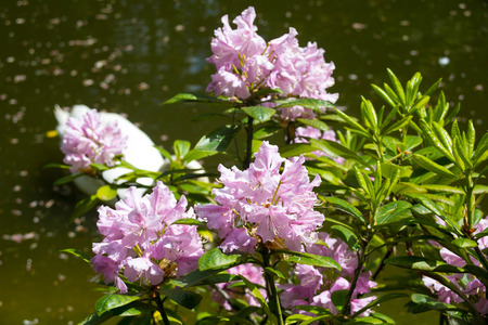 Colorful pink flowers in Kaliningrad Zoo.の写真素材