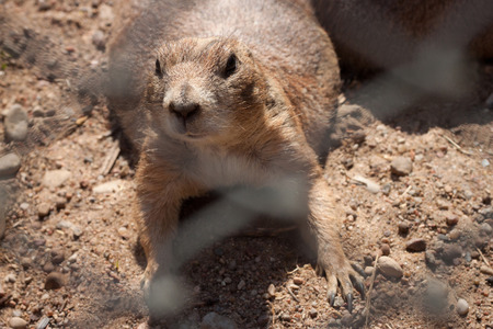 Prairie dog behind bars