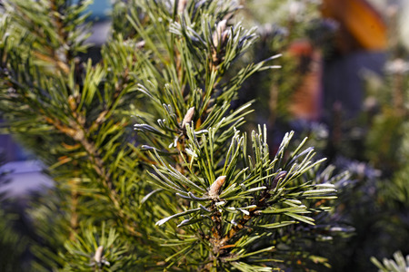 Evergreen coniferous branches with fresh hoarfrost on a sunny day.