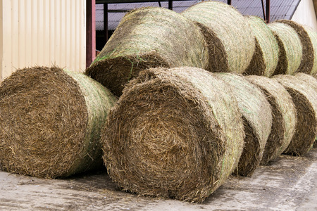 Stocks of hay for cows on a dairy farm.の写真素材