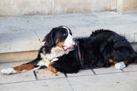Bernese Mountain Dog lies on the town street in anticipation of the owner.