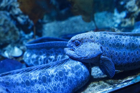 Blue wolf eel (Anarrhichthys ocellatus) behind the dusty glass in the oceanarium.