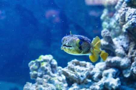 Porcupinefish (belonging to the family Diodontidae) in the oceanarium.の写真素材