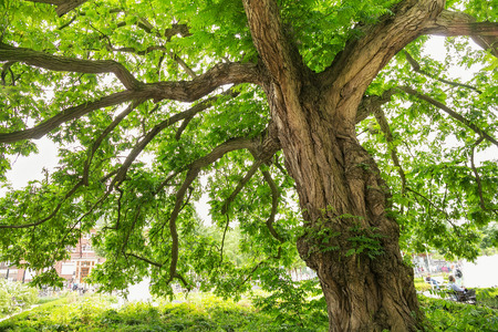 AMSTERDAM, NETHERLANDS - JUNE 25, 2017: Large old tree with a brown bark in the city garden near of the Rijksmuseum Dutch national museum of arts and history in Amsterdam.のeditorial素材