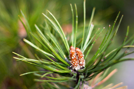 Young green sprout of the evergreen tree in early spring.