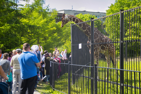 KALININGRAD, RUSSIA - MAY 21, 2016: Unknown people watching the giraffe (Giraffa camelopardalis) in the Kaliningrad Zoo. The Zoo was founded in 1896 as the Konigsberger Tiergarten in Germany.のeditorial素材