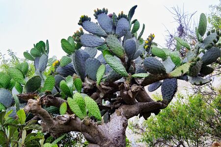 Flowering bush of edible cactus in Northern Morocco. の写真素材