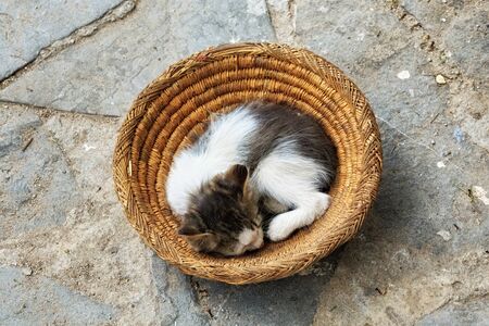 Little cat lying on the street ground in Chaouen in Morocco.の写真素材