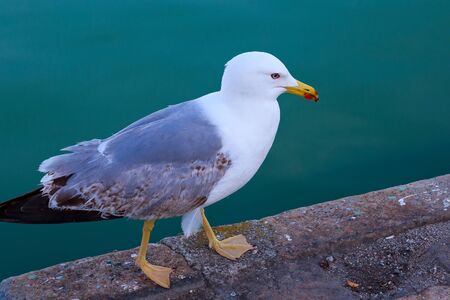 The yellow-legged gull (Larus michahellis) walking on the pier near sea.