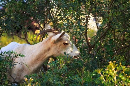 Grazing goat in Morocco at sunny day.の写真素材