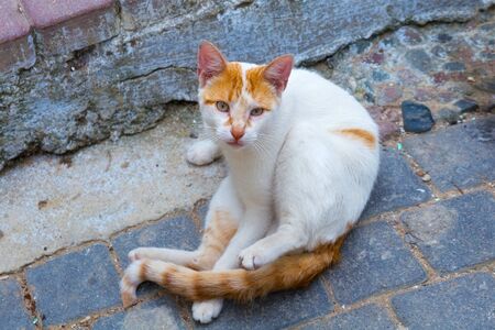 Redhead street cat on the old cobblestone.の写真素材