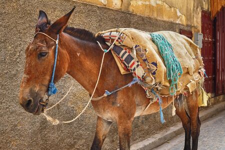 Seddled donkey in medina quarter of Fez, Morocco. The medina of Fez is the one of the world largest urban pedestrian zones.の写真素材
