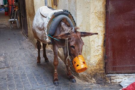 Tired donkey in Meknes medina. Meknes is one of the four Imperial cities of Morocco and the sixth largest city by population in the kingdom.の写真素材