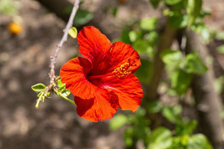 Hibiscus rosa-sinensis in the garden on a sunny day.の写真素材