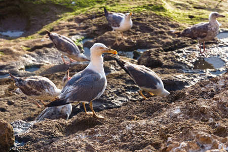 Group of the big yellow-legged gulls looking for food on the volcanic shore of the Atlantic Ocean in...