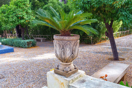 The small palm tree in the pot in the city garden JJnan Sbil in Fez. Morocco.