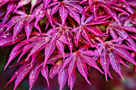 Pink leaves of the Japanese maple trees (Acer palmatum) in the park.の写真素材