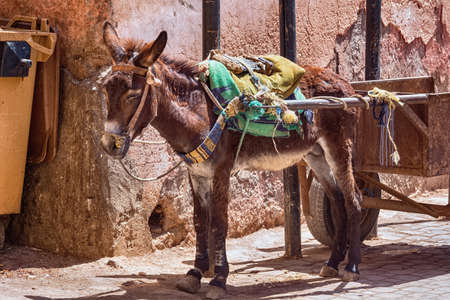 View of the donkey in the medina of Marrakesh on a sunny day. Morocco.の写真素材