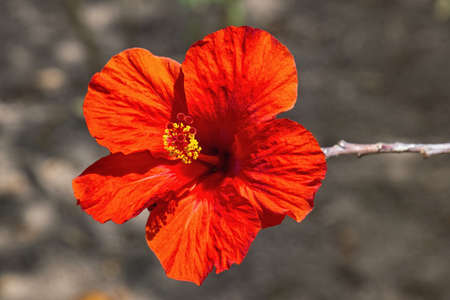 Hibiscus rosa-sinensis in the garden on a sunny day.の写真素材