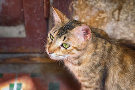 Portrait of the adorable young street cat in the Fez, Morocco.の写真素材