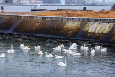 Flock of the white swans in the water of the Vistula lagoon (Baltic Sea).の写真素材