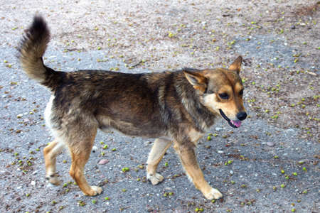 Friendly mongrel dog walking on the streetの写真素材