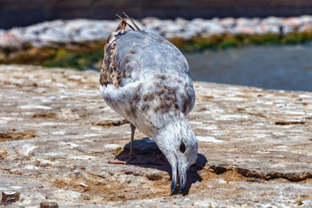The young yellow-legged seagull pecking from ground in the Essaouira harbor. Moroccoの写真素材