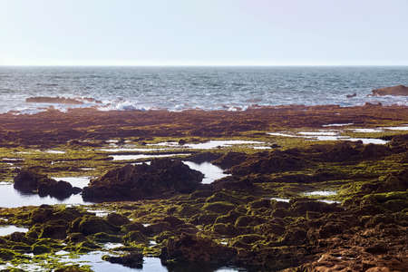 View of the volcanic shore of the Atlantic Ocean in the area of Essaouira in Morocco in the low tide time.の写真素材