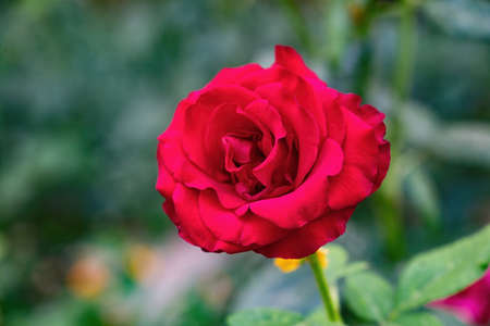 Elegant red blooming rose in the garden.の写真素材