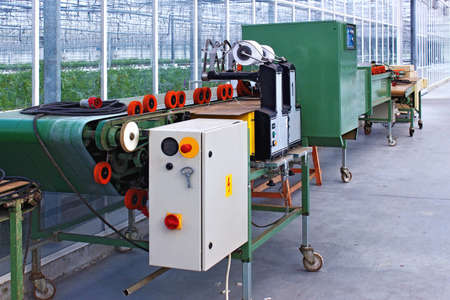 Automatic packaging line with flower processing machine in the nursery of ornamental plants.の写真素材