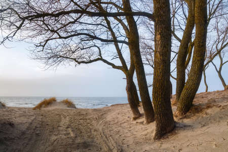 View of the Baltic Sea coast at the winter timeの写真素材