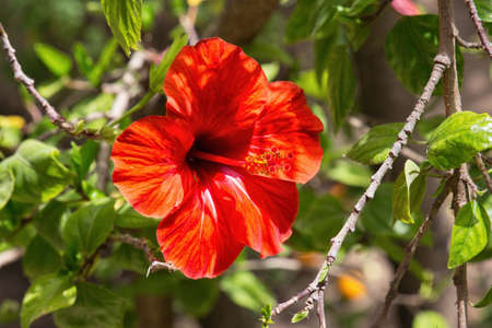 Hibiscus rosa-sinensis in the garden on a sunny day.の写真素材