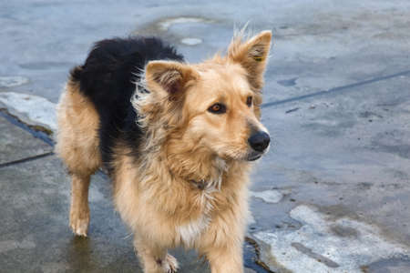 Portrait of the big yellow street dog.の写真素材