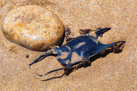 Egg case of the Thornback ray (Raja clavata) on the sandy beach of the Atlantic ocean coast. Morocco.の写真素材