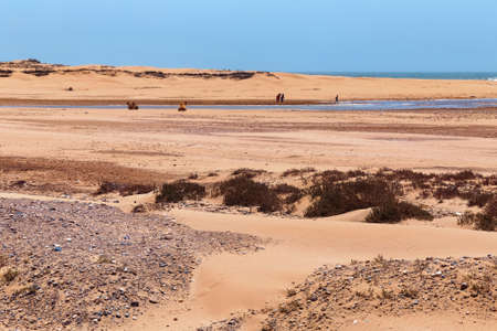 View of the hot african desert landscape near Atlantic ocean coast with the camels who stands on the sand on the background. Morocco.の写真素材