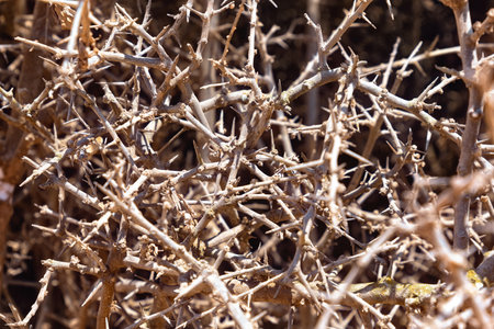 Branches with thorns in the arid climate of Moroccoの写真素材